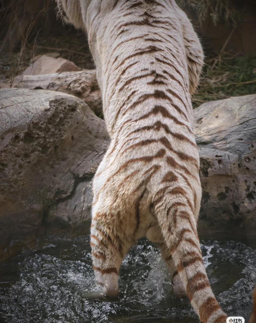 动物世界,大老虎喝水