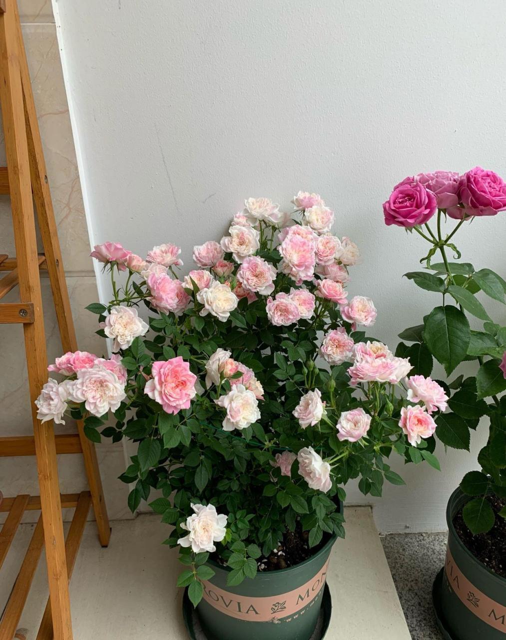 养一棵"幸福之门"吧,一款优秀的微型月季花,植株低矮小巧,高只有三四