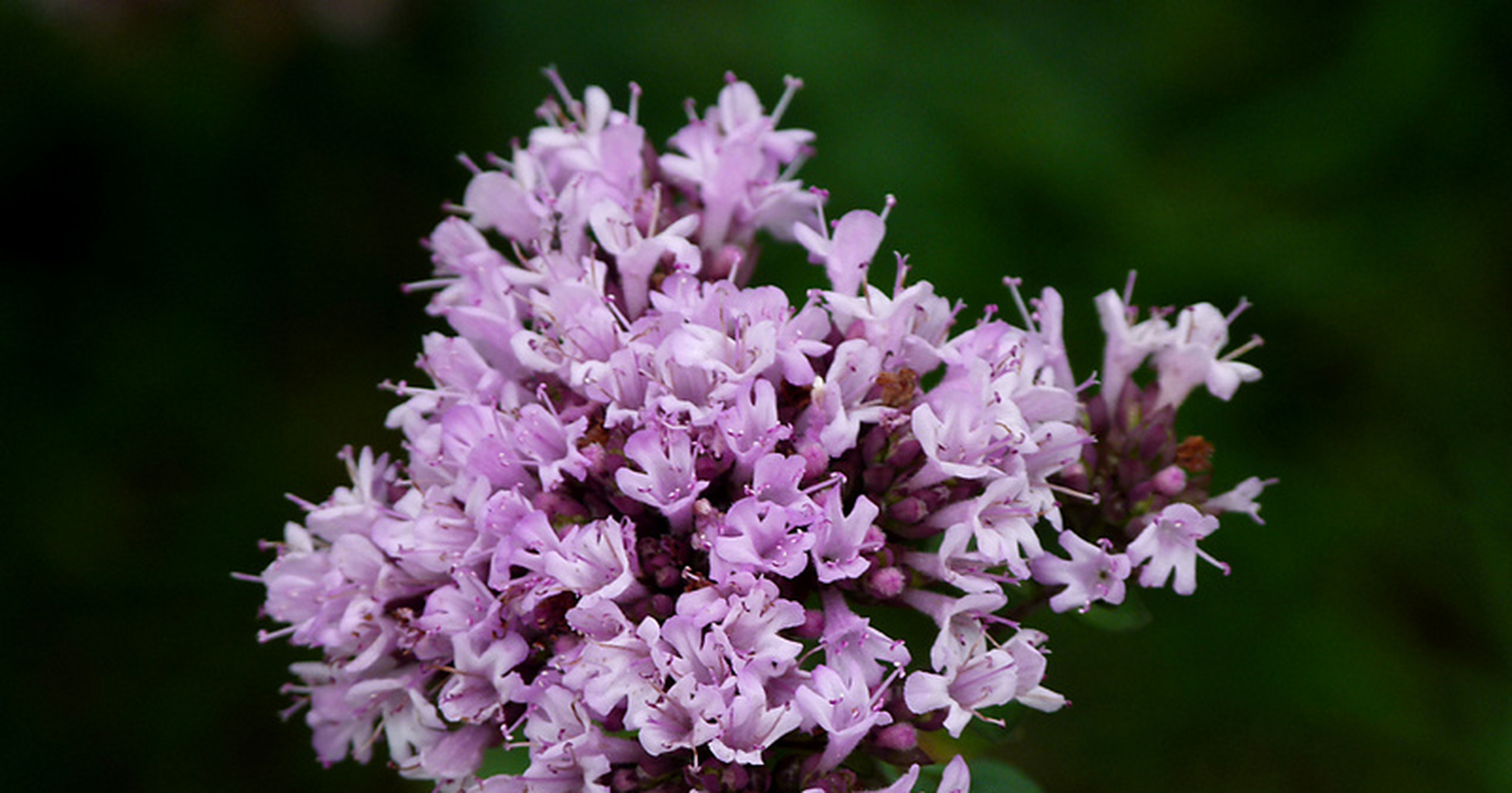 百里香需要充足的阳光,如果光照不足会引起植株徒长,阳光强烈时,要