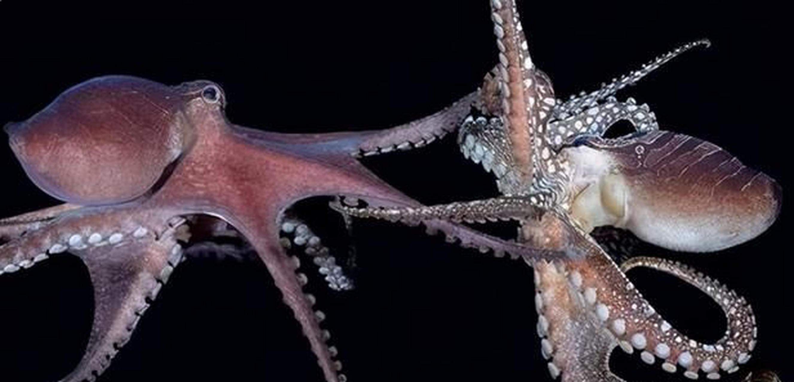 一条雌性章鱼可以接受多个不同雄性章鱼的交接腕,屯起来以备繁殖.