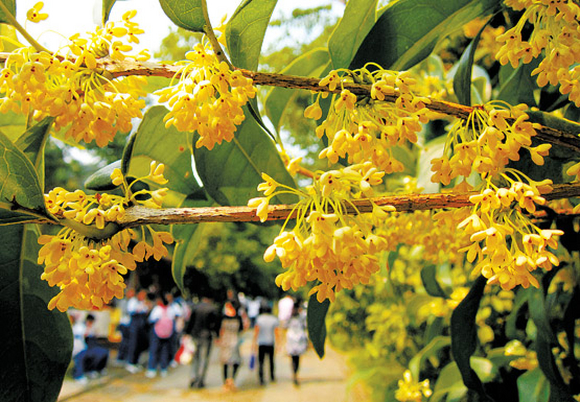 桂花壁纸 - 桂花壁纸古风