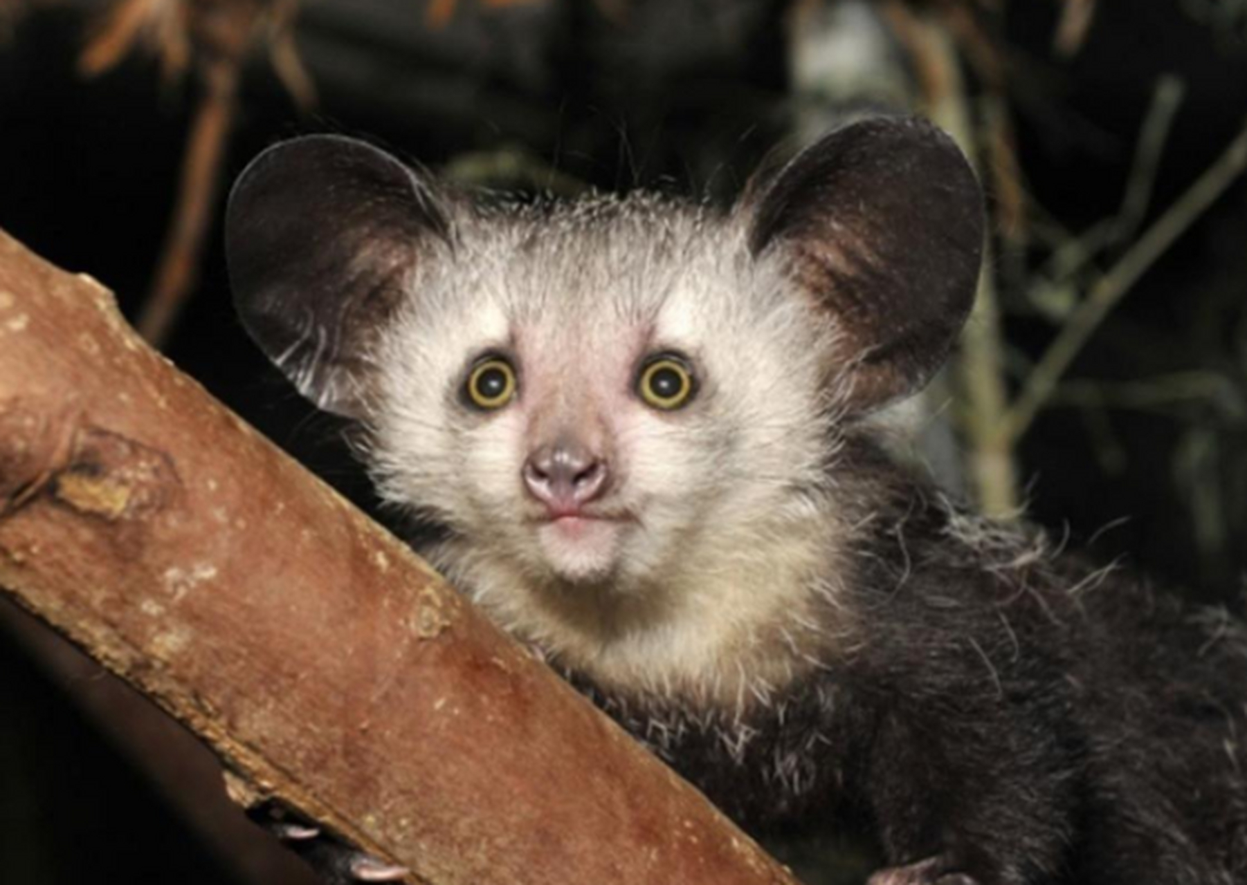 因为指猴叫声凄厉,遭到当地人的无情杀害,现在已经是濒危动物