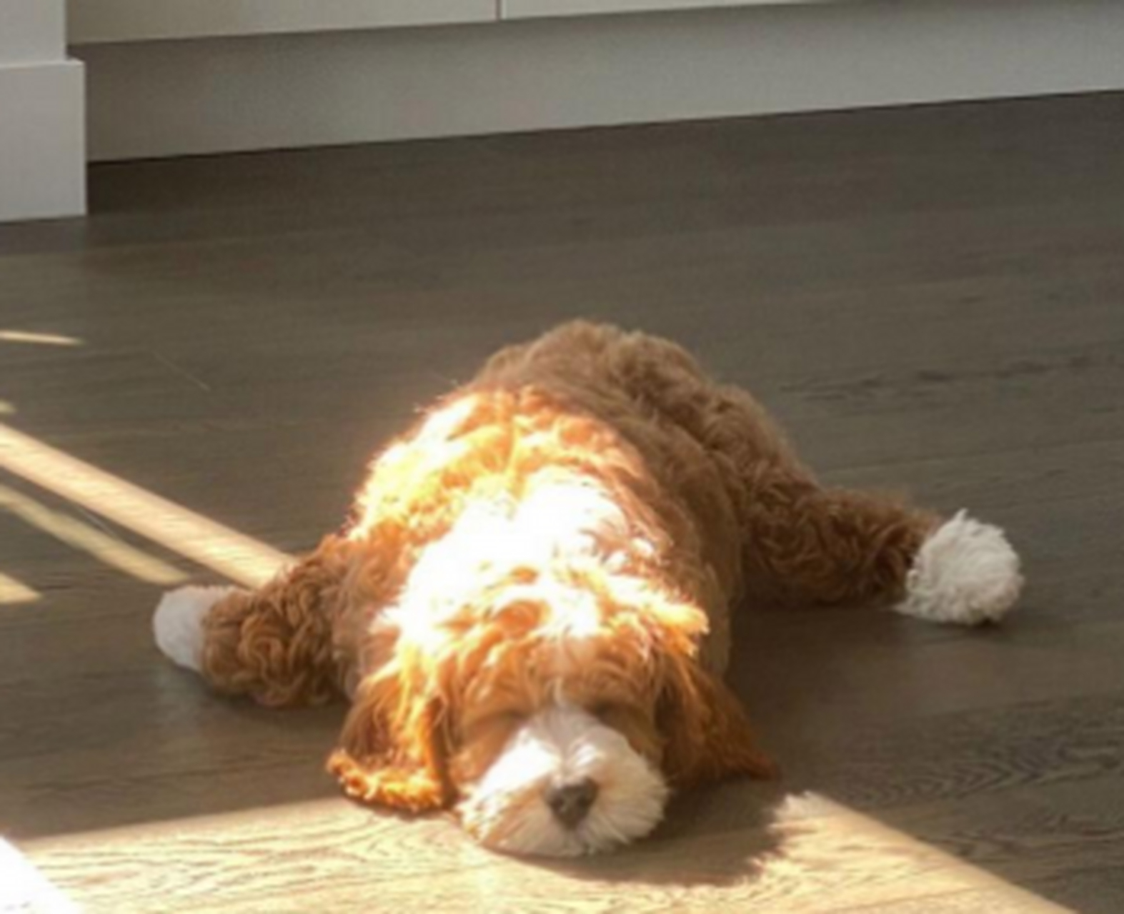 正在晒太阳的小狗,看起来好像个玩偶!