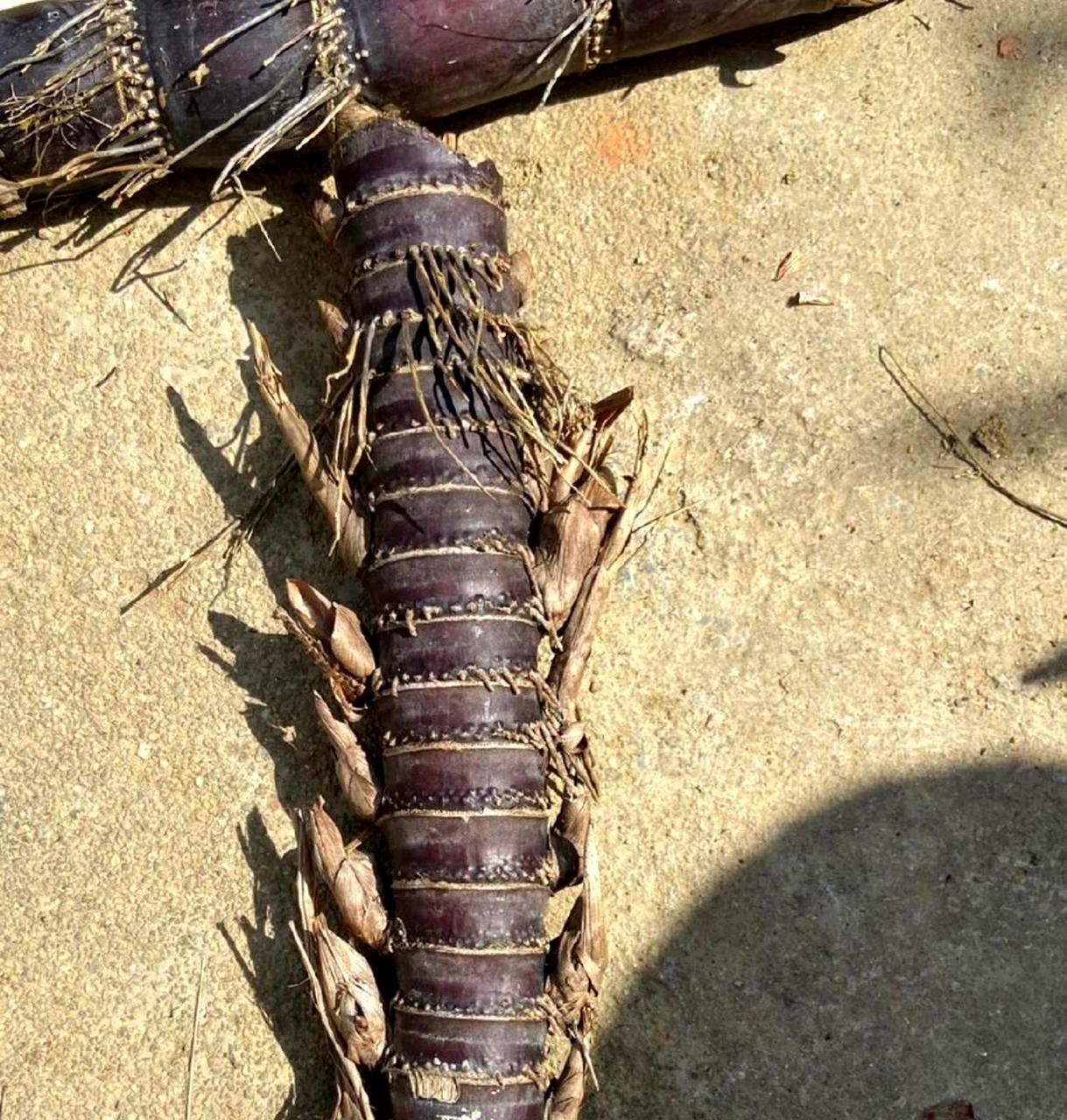 或者:  这是雷虫,它的外观类似于甘蔗.