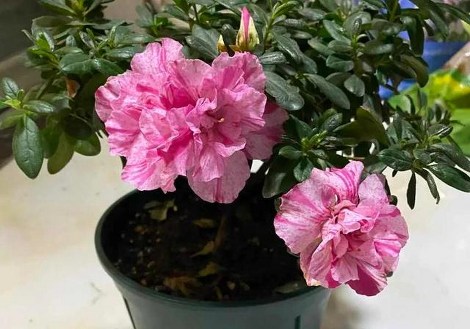 杜鹃花是一种喜湿润的花卉,它并不像虎皮兰芦荟那样耐干旱,不论是花前