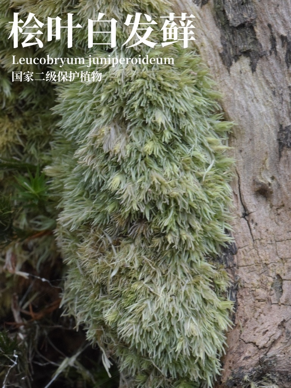 保护野生植物名录系列|苔藓|桧叶白发藓 桧叶白发藓 leucobryum
