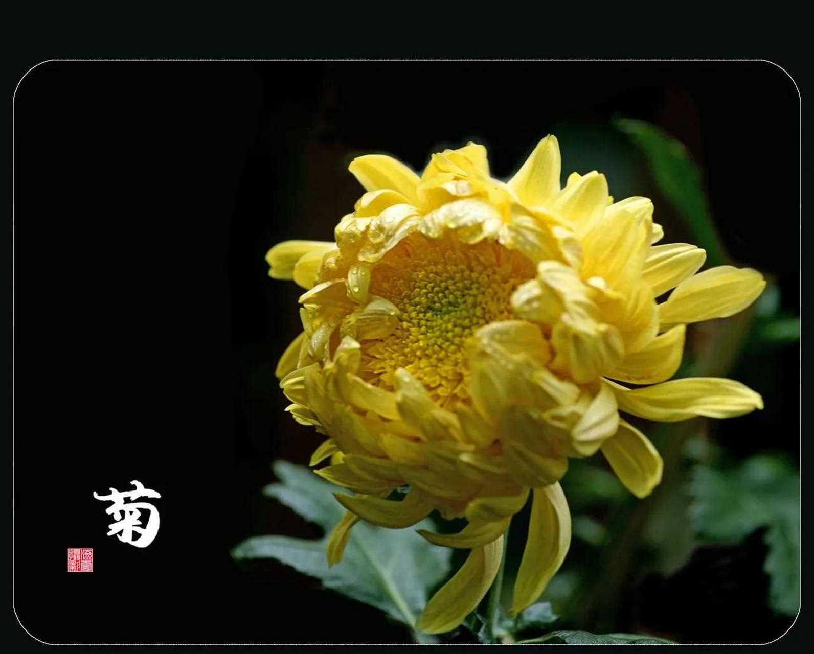与友友们一起观花赏古诗词[没眼看] 《题菊花》 ——唐末农民起义领袖