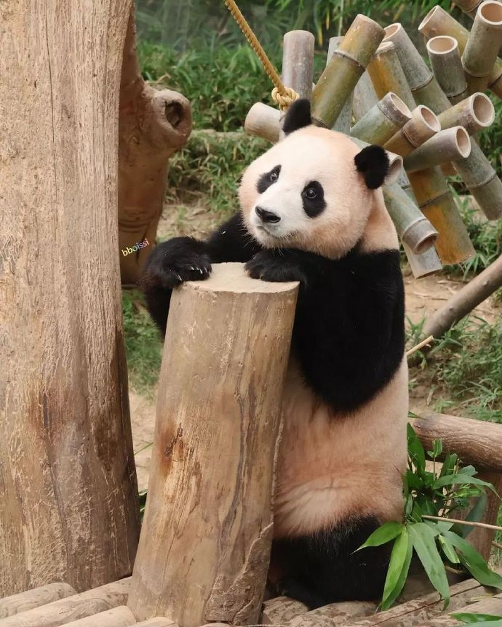 可爱的大熊猫福宝  20230814 cr.