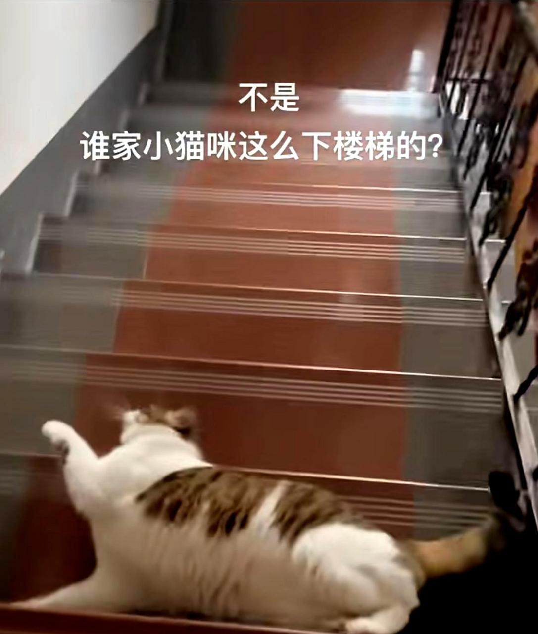 这只猫太懒了,它下楼梯时居然直接滑下去了!