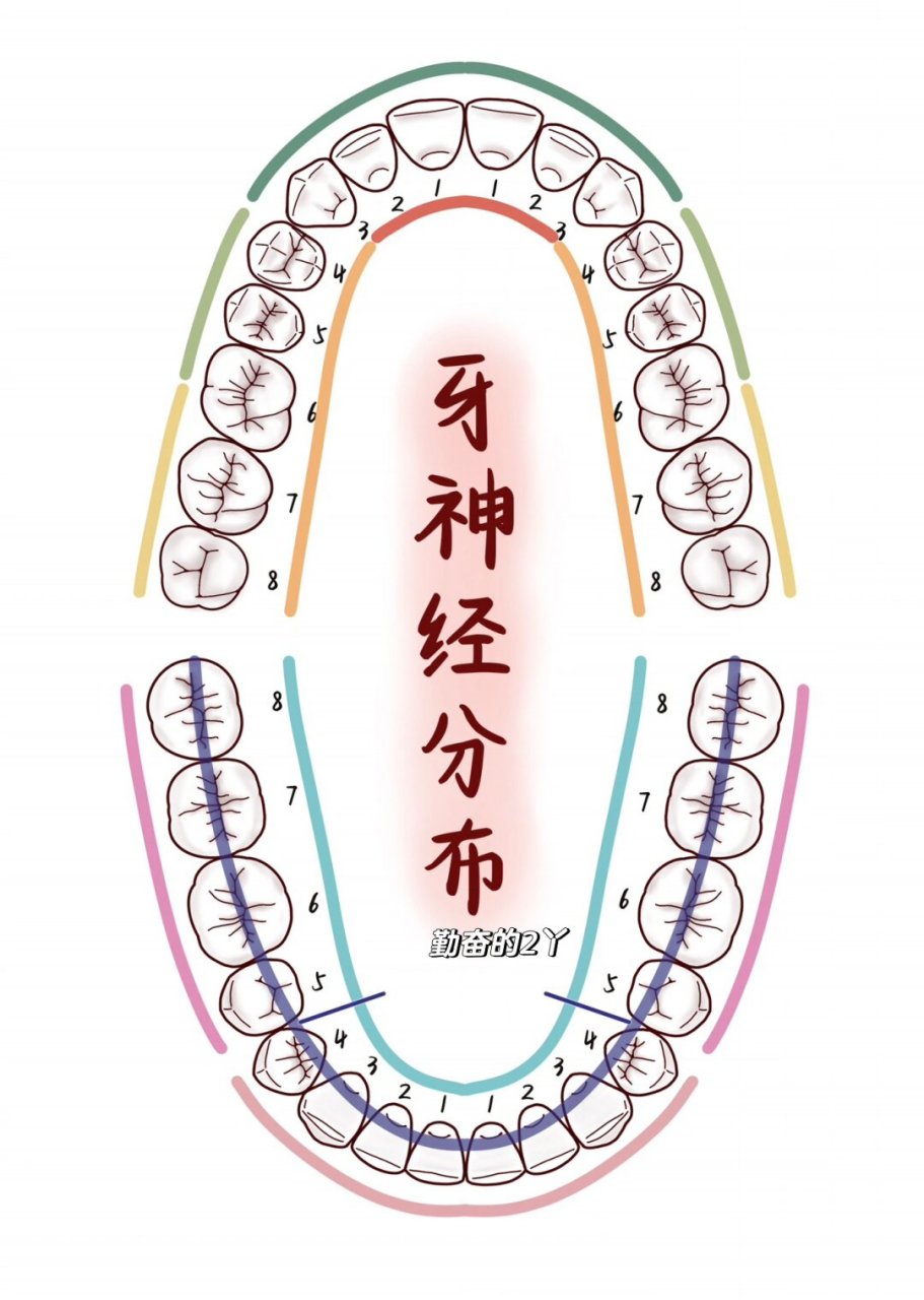 牙齿神经分布图片