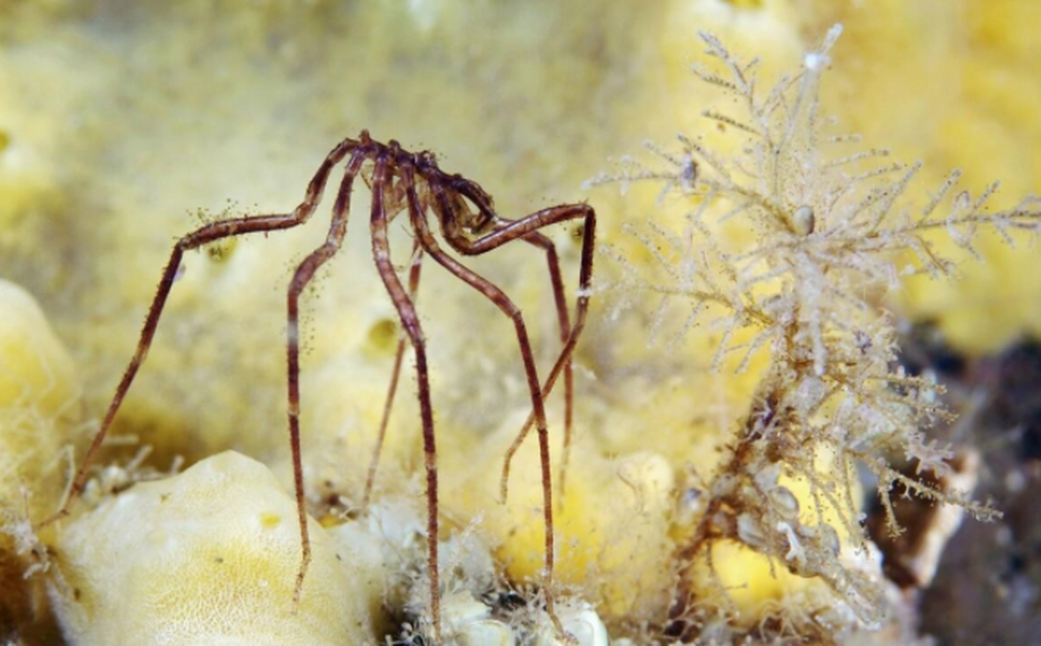 寒武纪时期就存在的海蜘蛛浑身除了腿就是嘴,没有一点儿肉,没有任何