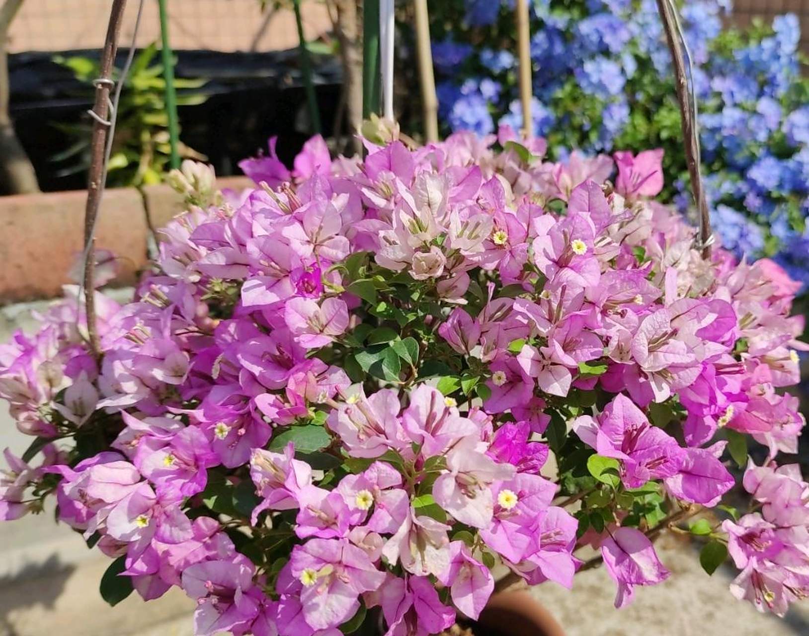 有种三角梅,名叫"雪紫",花朵是紫色和奶白色组成的,花瓣犹如白雪染上