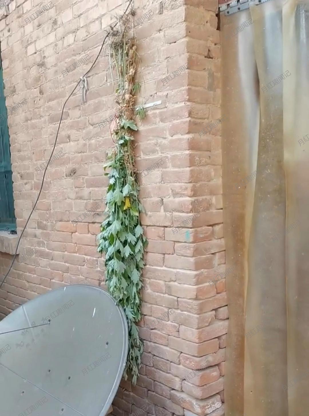 门前挂上艾草充满了浓浓的端午节气氛你们端午有什么特别的风俗吗?