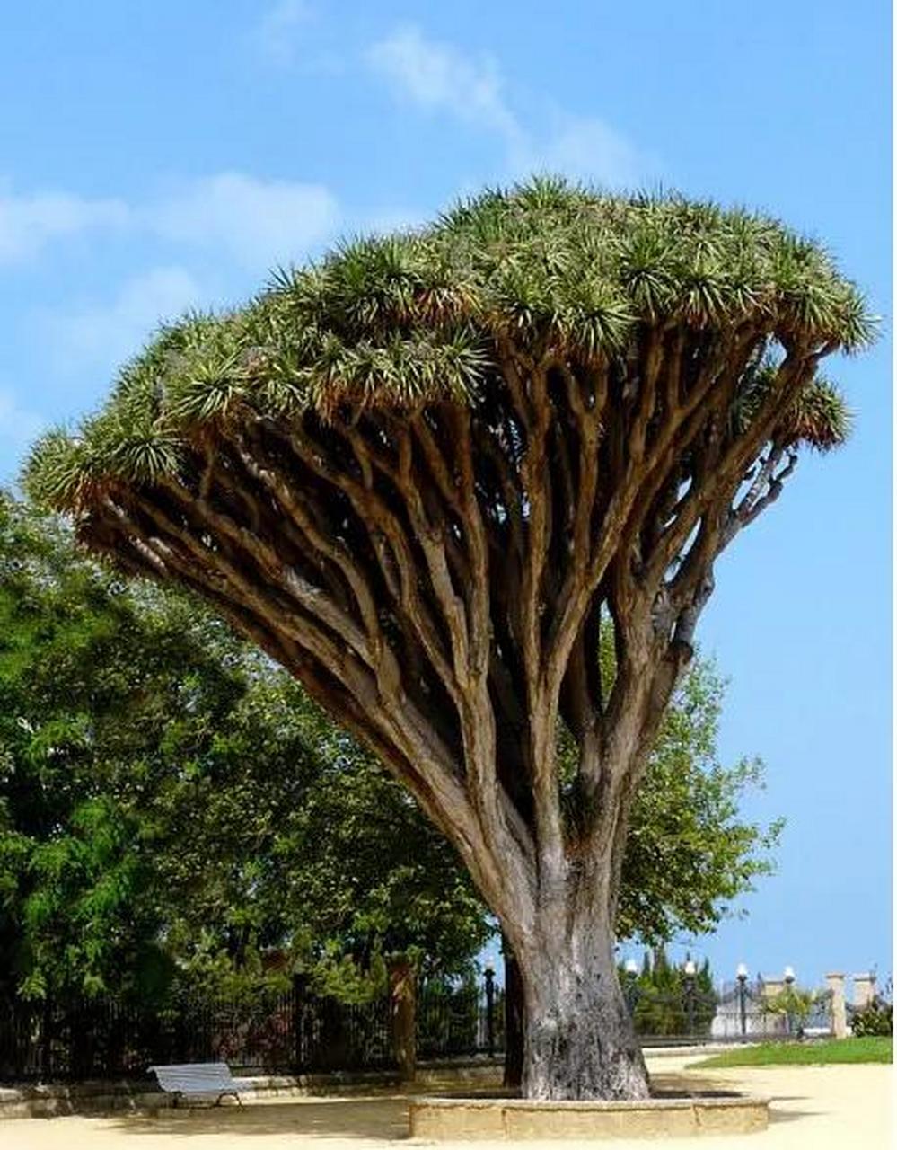 龙血树是一种存在于白垩纪恐龙时代的植物活化石,被誉为植物界的珍宝