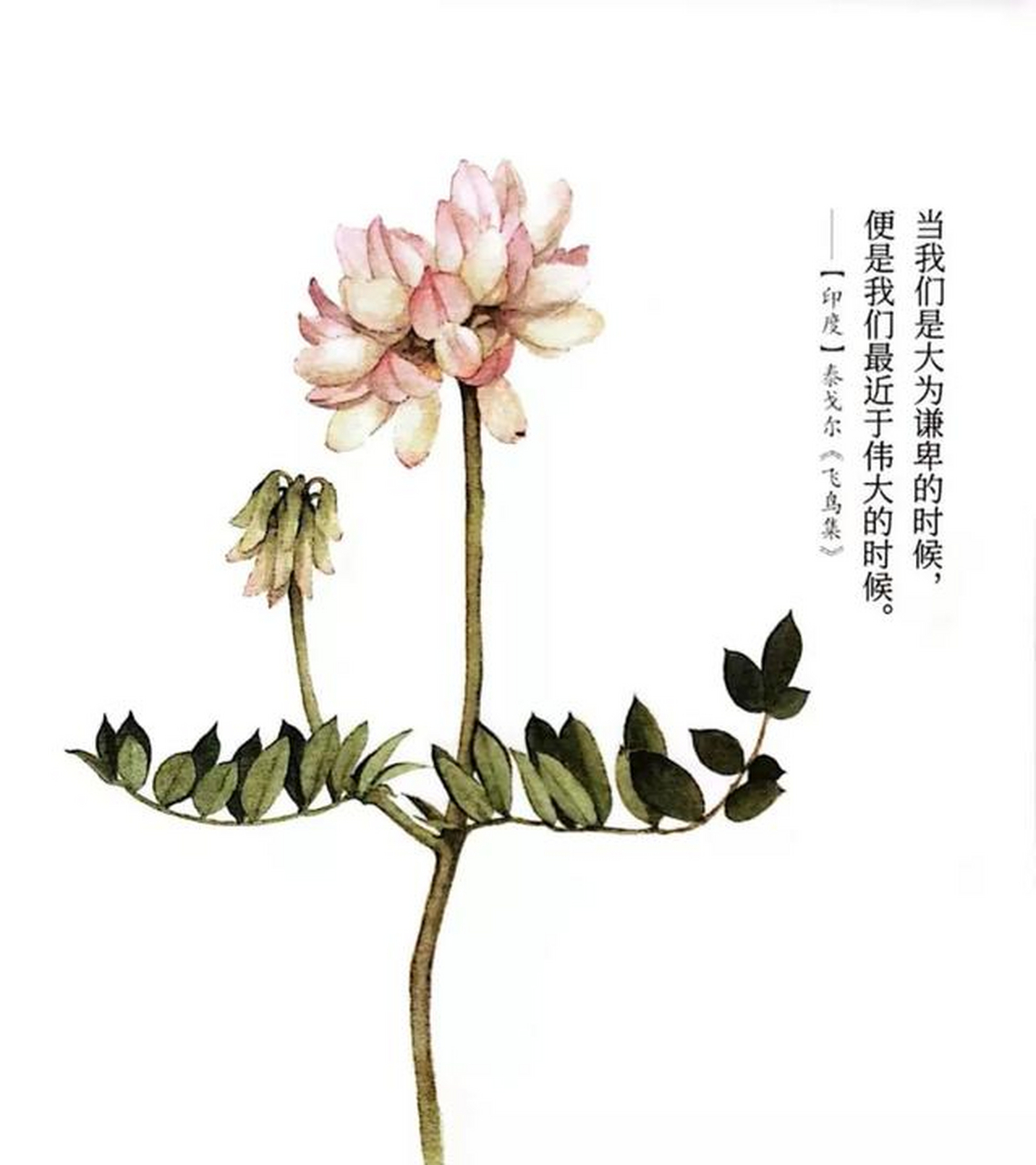 和大多数豆科植物一样,小冠花根系发达,抗逆性强,很容易形成草层,是