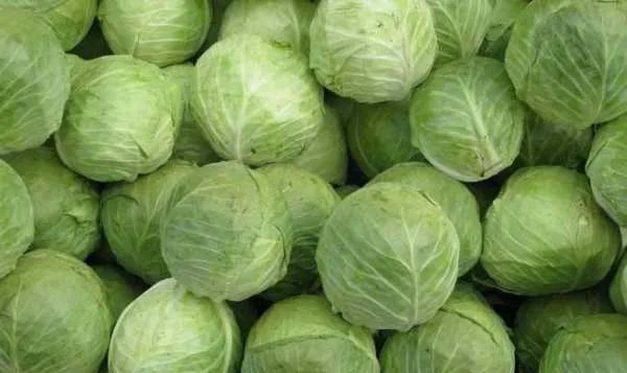 结球甘蓝(结球甘蓝亩产量)