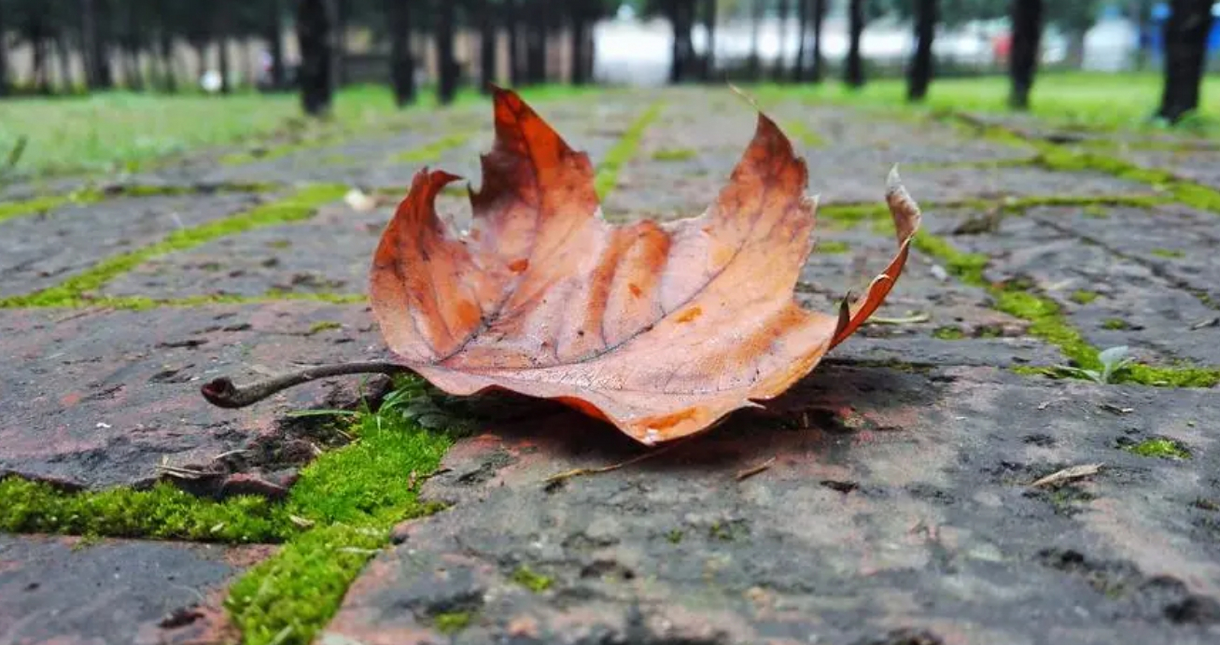 树叶的飘落之谜  秋天,落叶缓缓飘落的景象为我们带来了一年中最浪漫