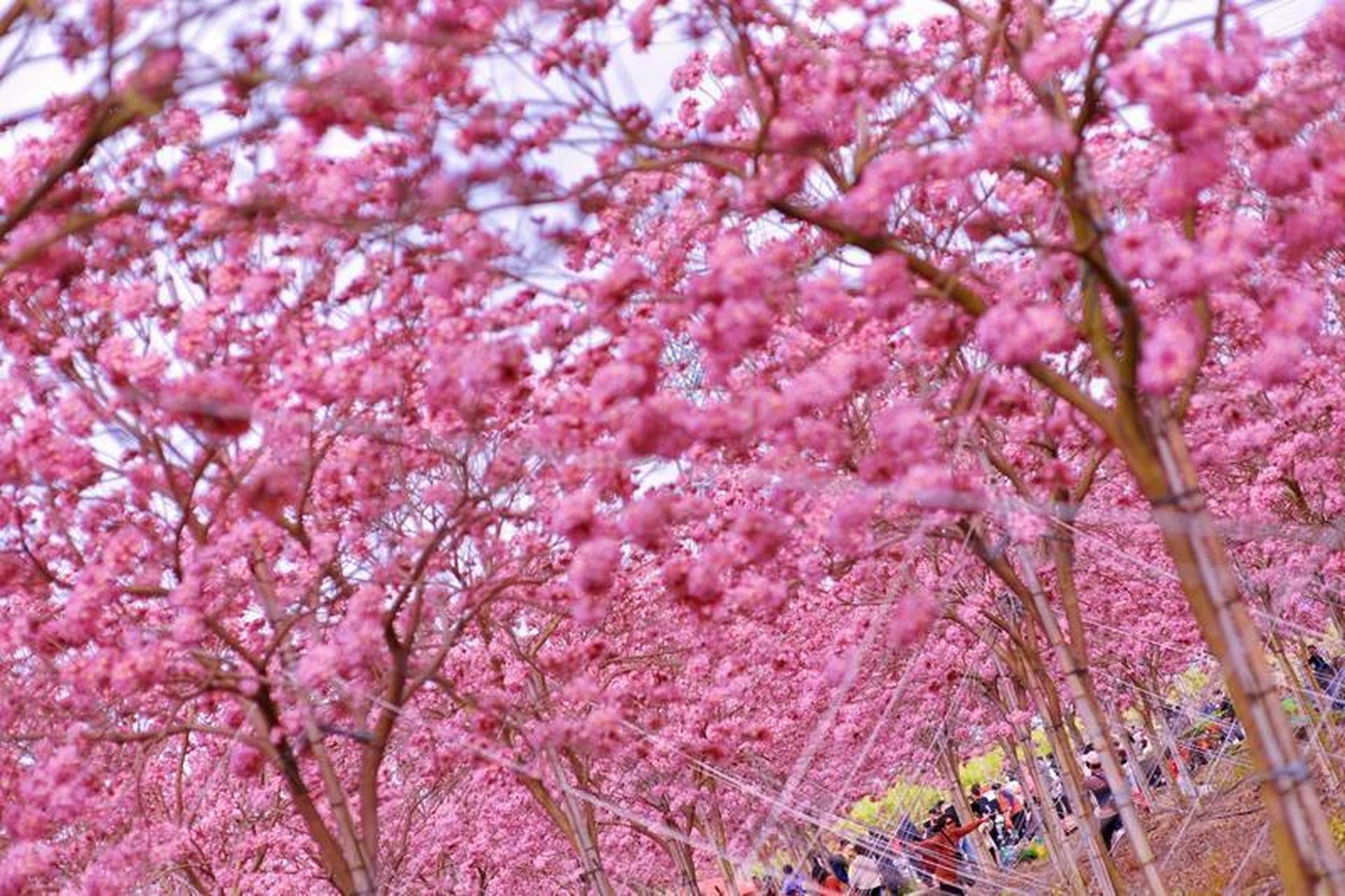 南沙紫花风铃木盛开,粉紫色花海火爆"出圈"