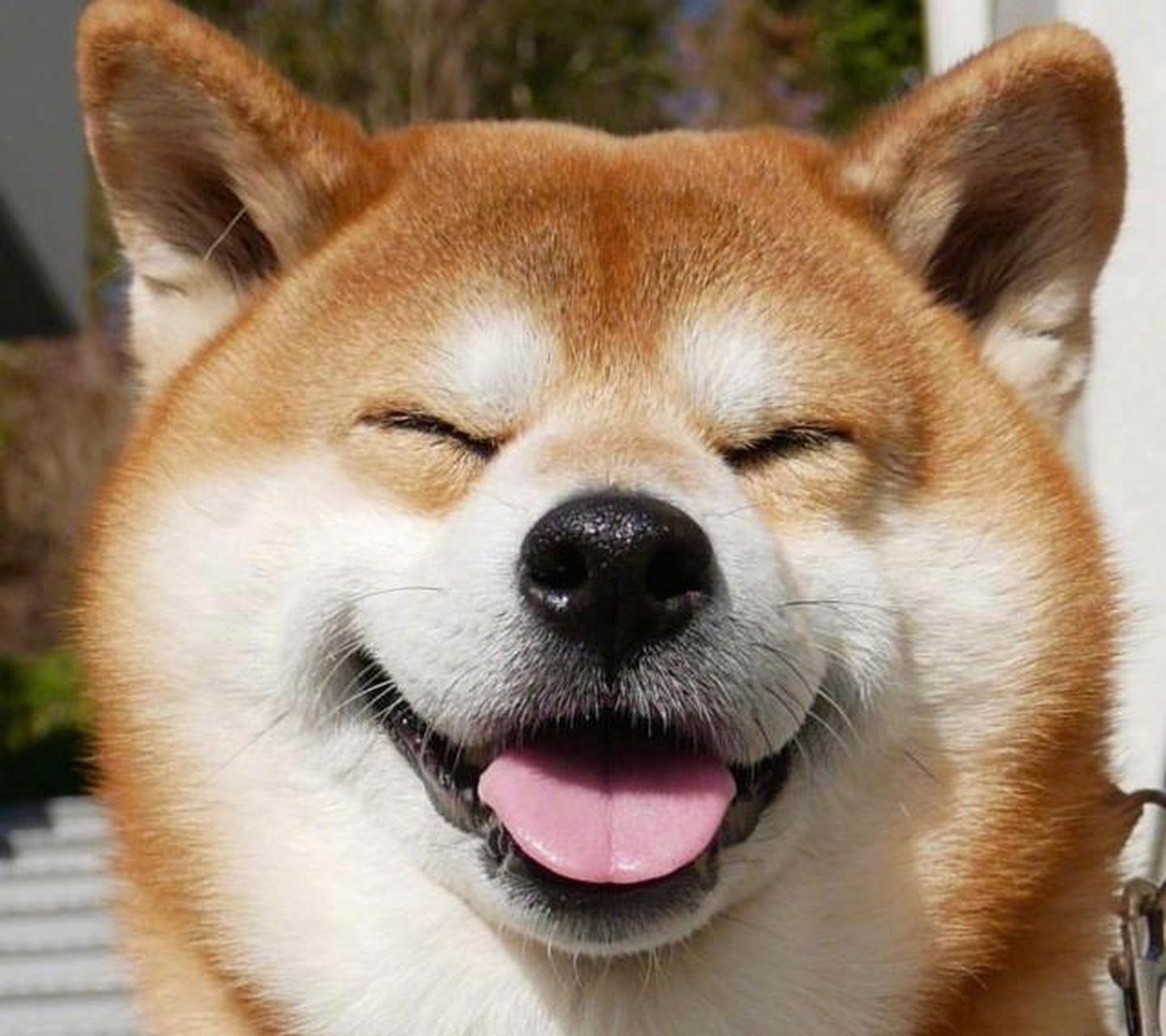 日本有只叫berry的狗子,每天在表情包和小可爱之间切换,呆在家或者肥