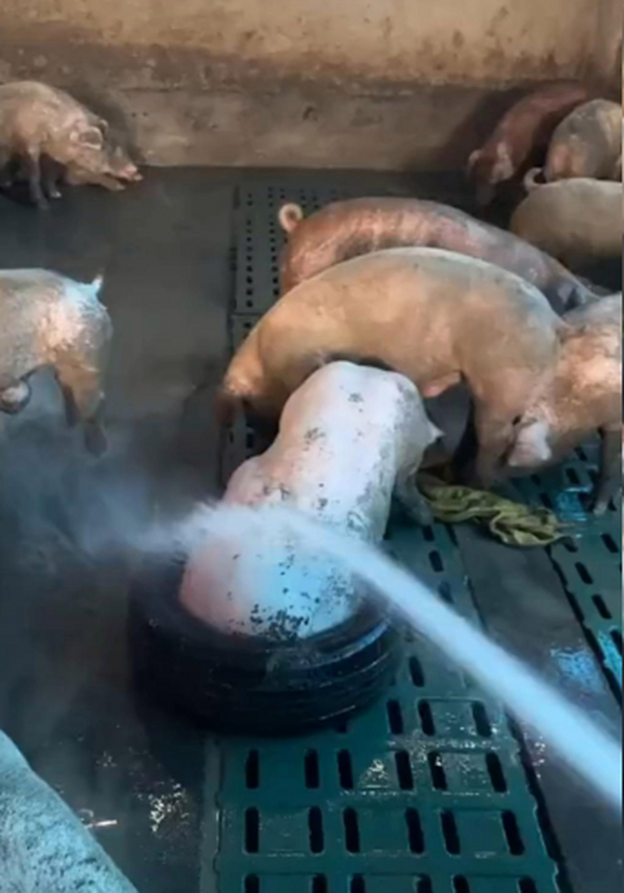 这猪洗洗澡这么白呀,怪不得人们就说白胖白胖的像猪一样!