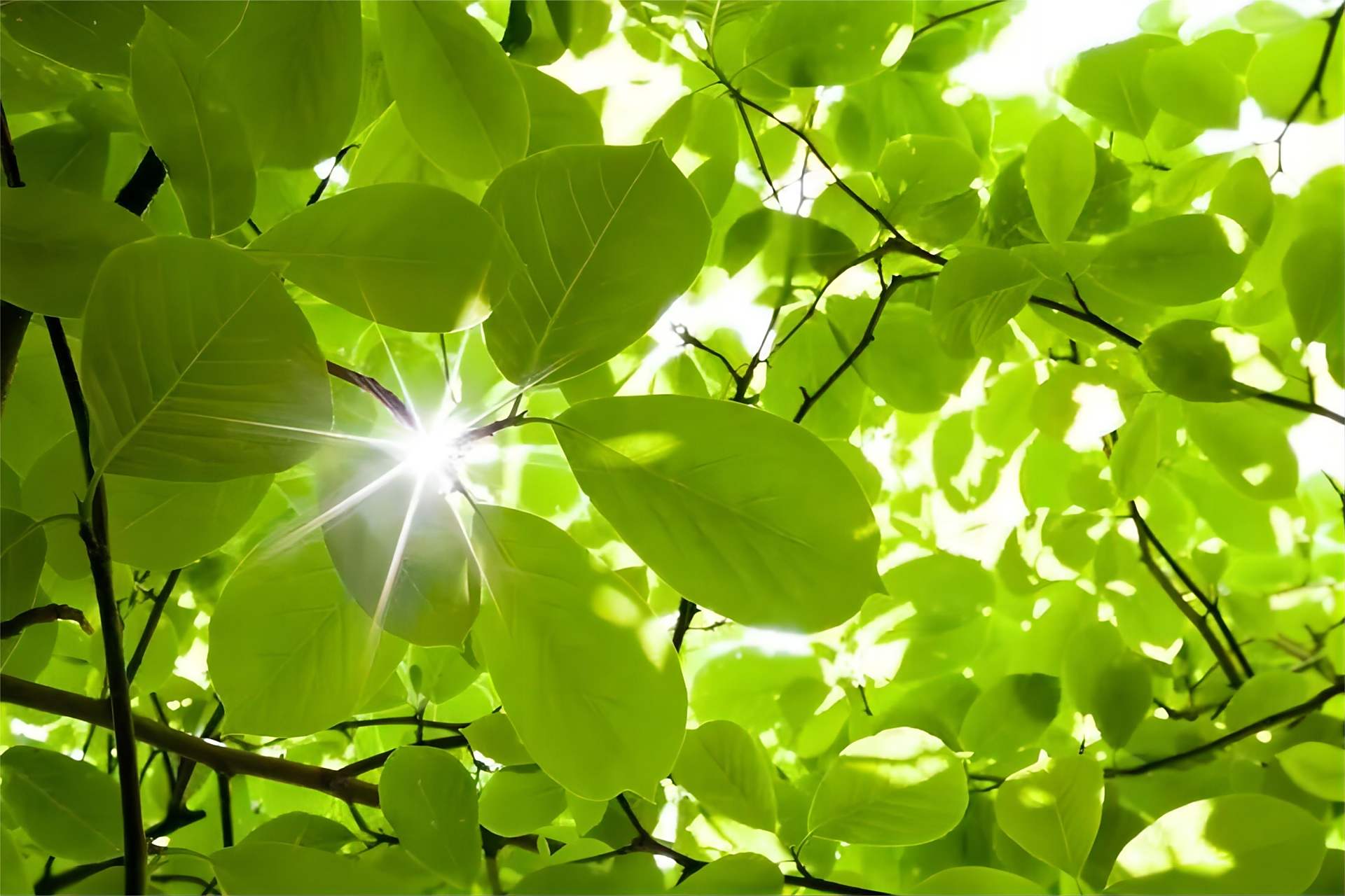 科学家发现植物能够"看到"颜色       一组科学家在对植物光合作用