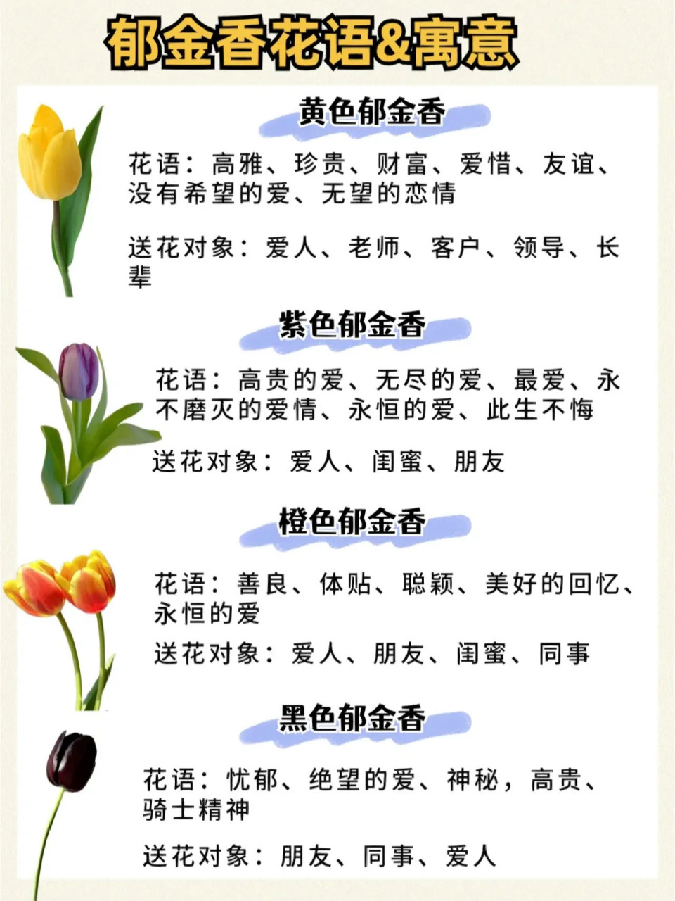 玫红色郁金香的花语图片