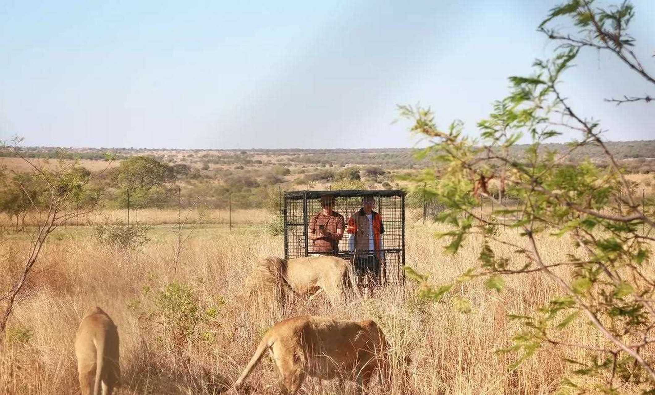 南非有个著名的狮语者叫kevin richardson , 前不久拜访了他.