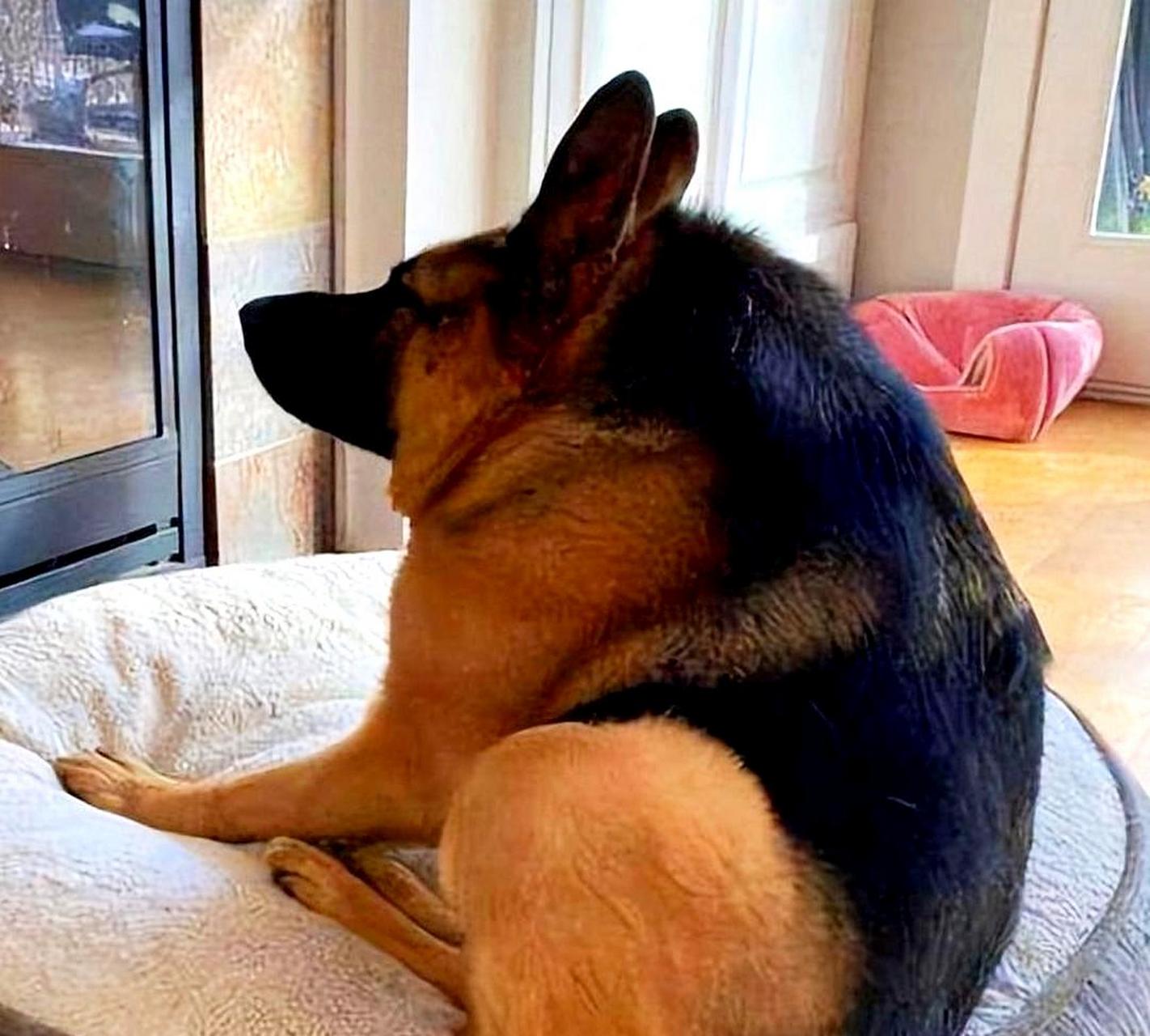 了解一下"两厢狗".