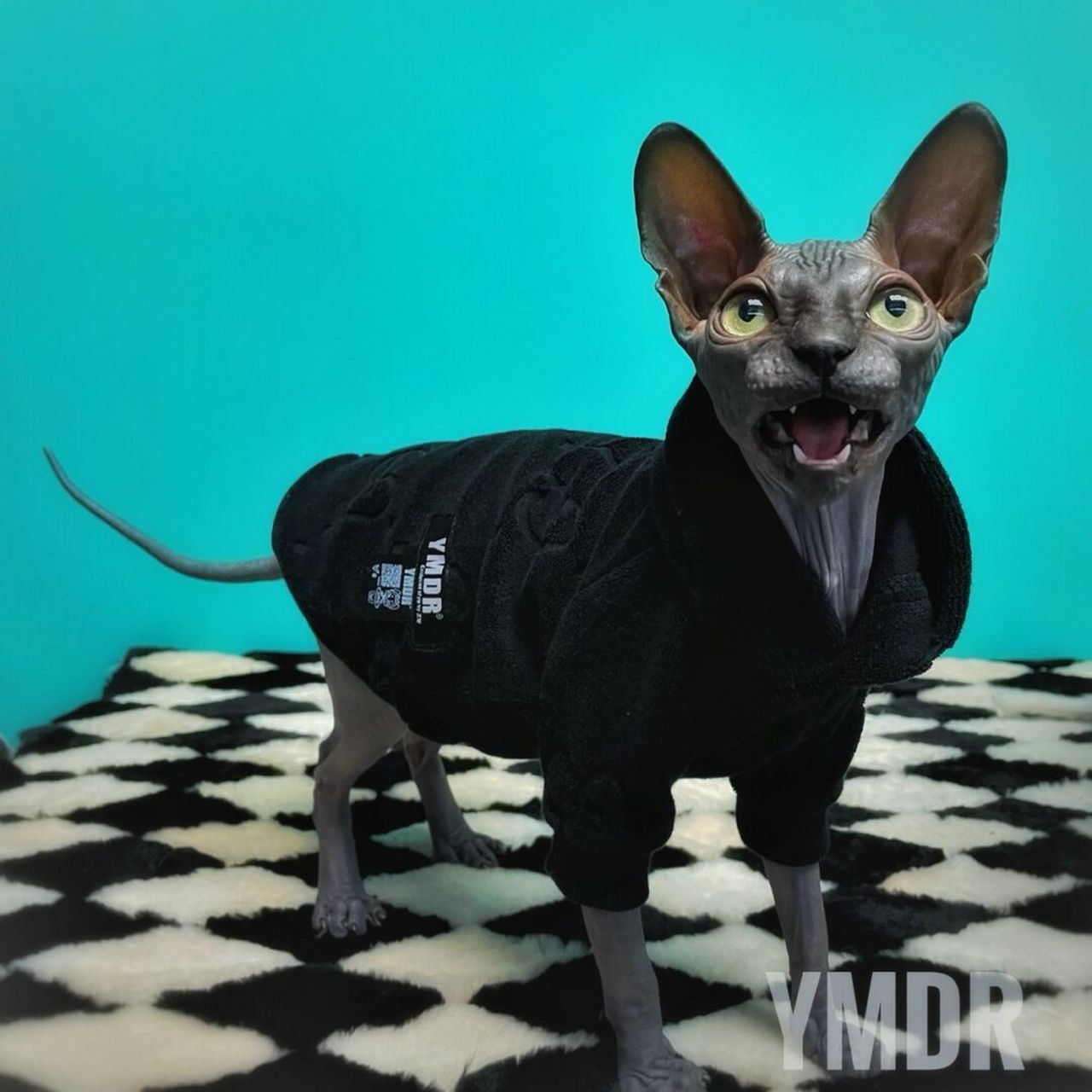 斯芬克斯的帅气黑 斯芬克斯无毛猫喵大人啊好帅 #猫猫夏日精致穿搭