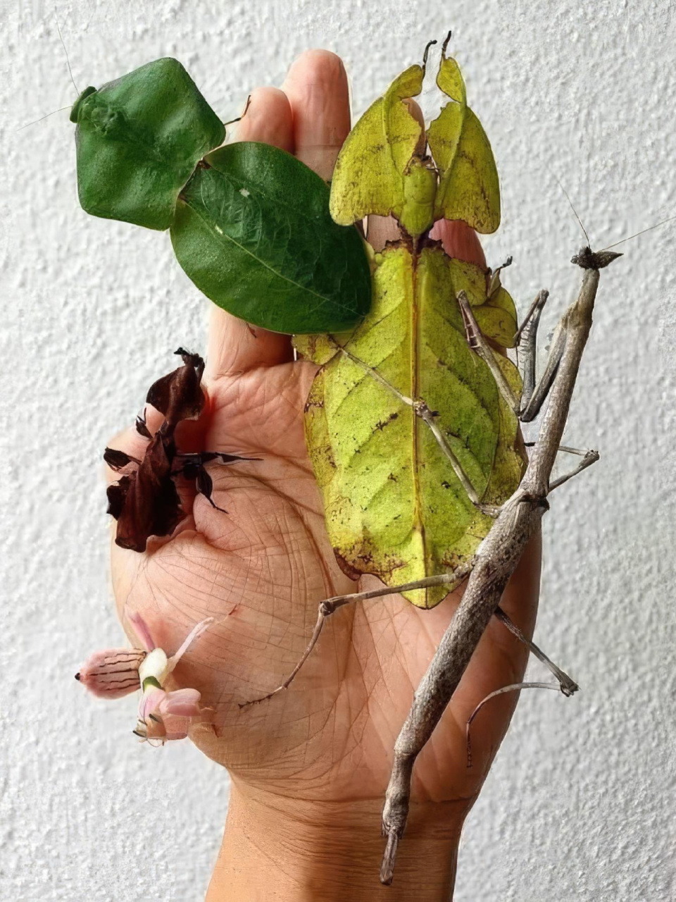 昆虫的拟态 名称: 南美菱叶背螳 叶39 东非瘤刺螳 幽灵螳螂 冕花