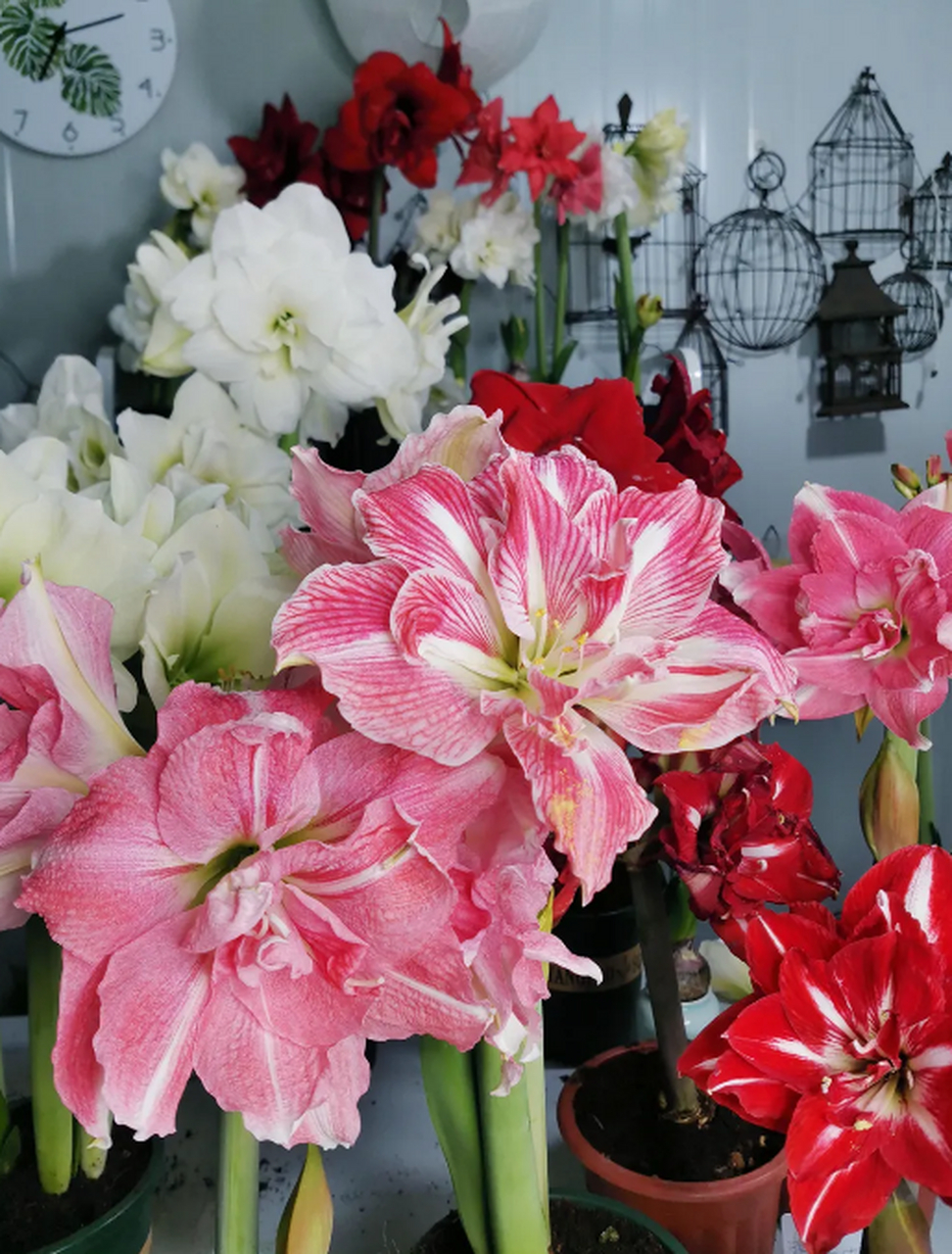 蜡封朱顶红,冬日办公桌上的璀璨明星,  不用浇水,不用管护,这盆蜡封