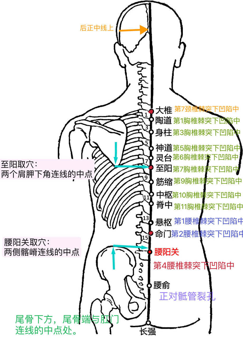 背部腧穴比较多,主要包括正中线上督脉,也就是有阳脉之海之称的督脉穴