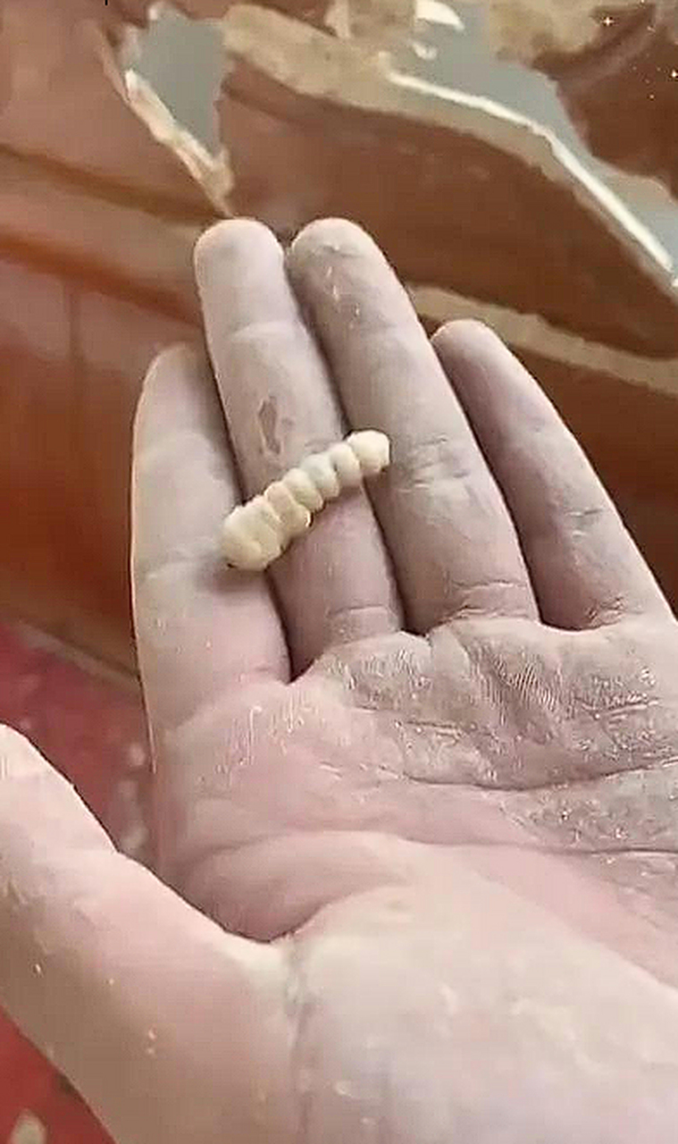 一条蛀虫就把我整个床咬坏了