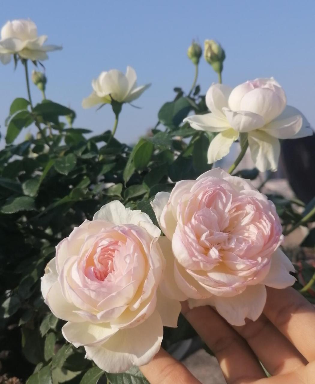 适合阳台养的月季花——波莱罗,号称月季界的"仙女",以仙气十足的花型