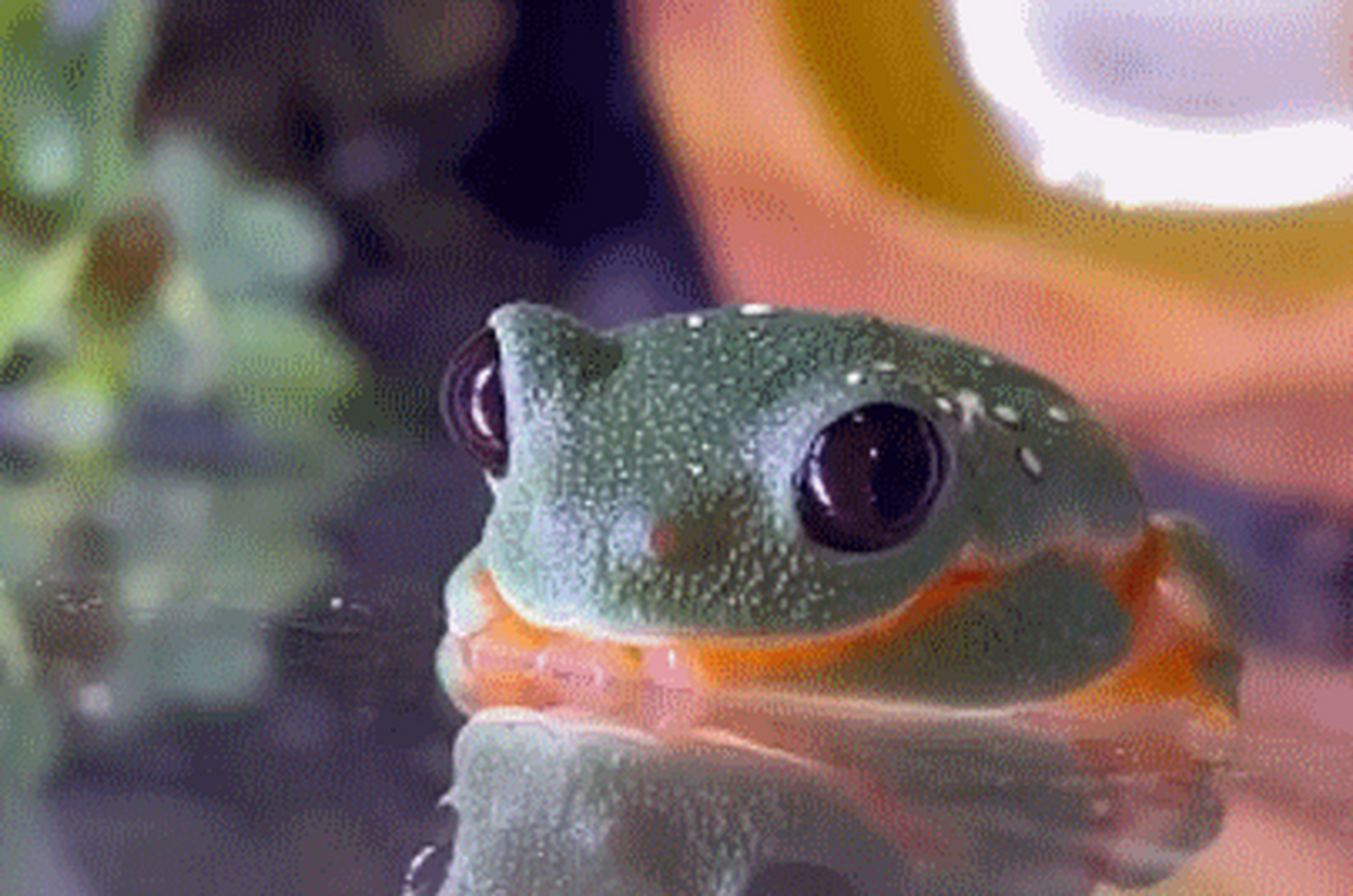 家养宠物小青蛙的午睡时间,一点一点把爪子收好,摆出一个能把头垫着的