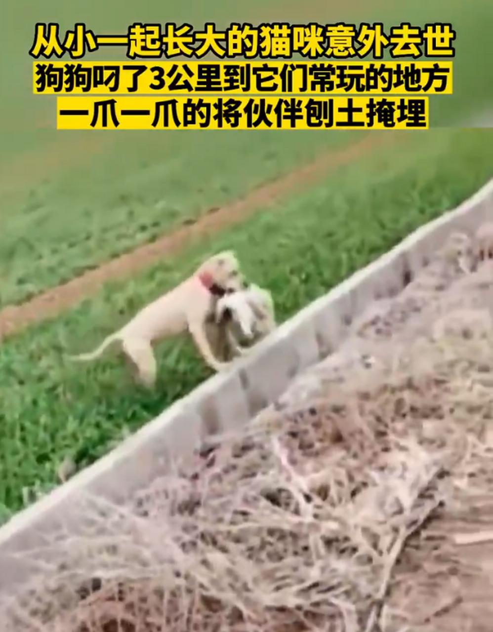一起长大的猫咪意外去世,狗狗叼了3公里到它们常玩的地方,一爪一爪将
