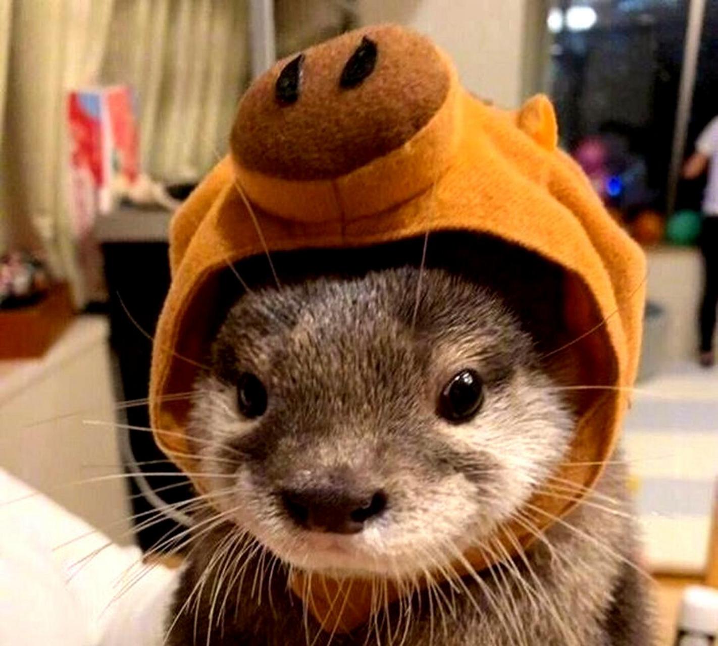 小水獭喜欢戴帽子.