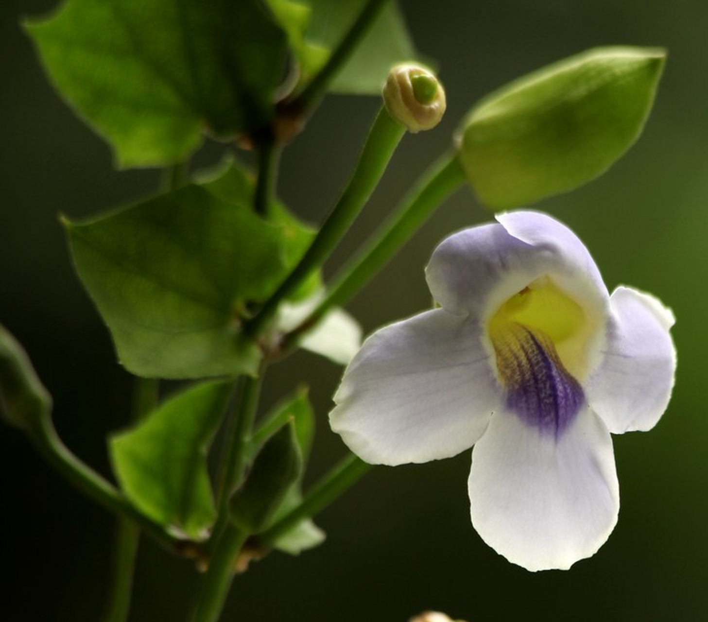 今天,我们就来揭开大花老鸦嘴花的神秘面纱!