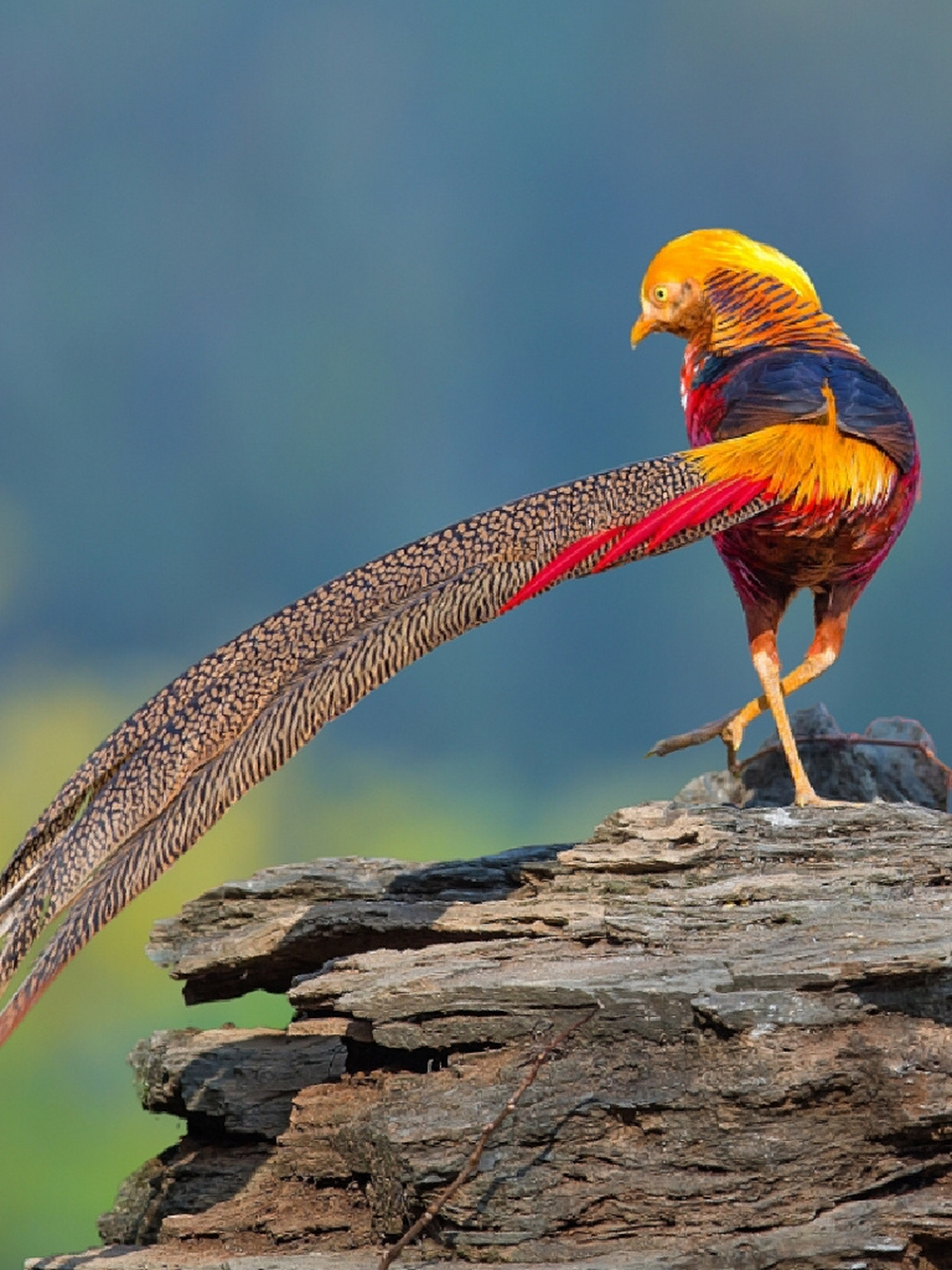 96名称:红腹锦鸡 96别名:金鸡,彆雉,山鸡,采鸡 96分类:动物界