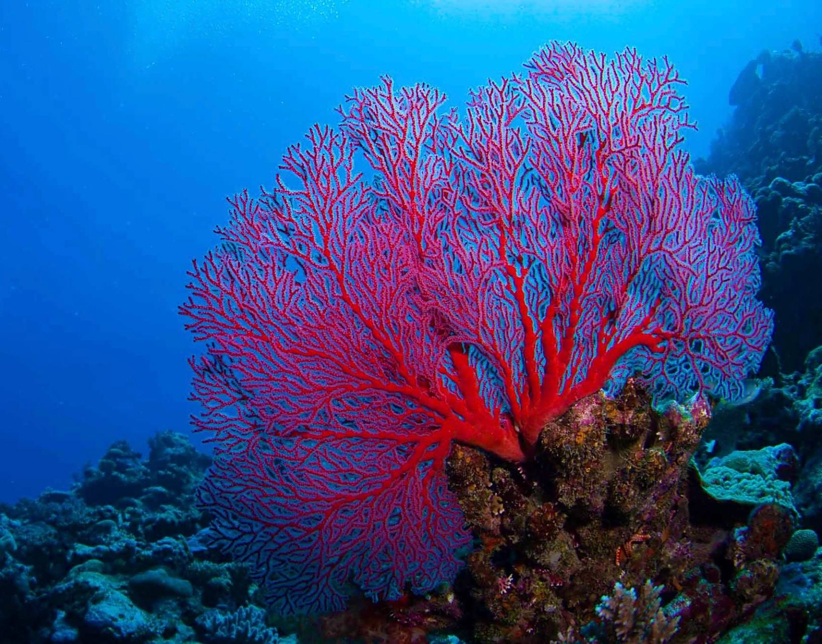 节扇珊瑚  04 学名:melithaea ochracea  04 别名:红色海绵珊瑚