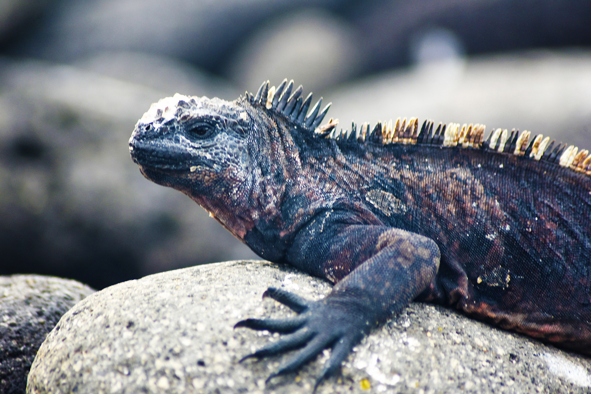 海鬣蜥是一种独特的爬行动物,是世界上唯一能在海中生活和觅食的鬣蜥.