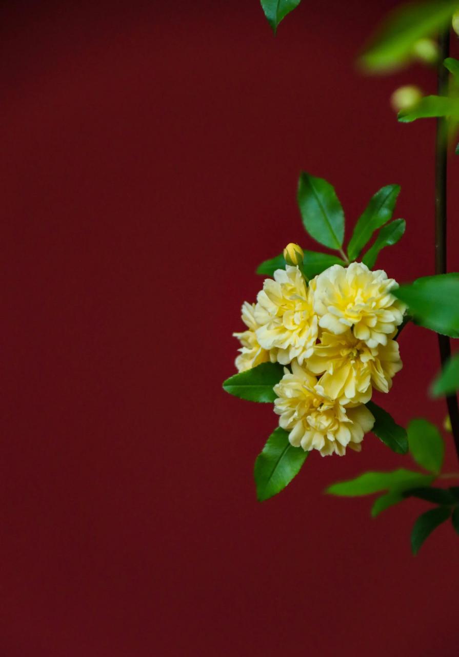 常熟文庙有一墙黄白相间的木香花,高高的红墙上成片的木香花枝蔓