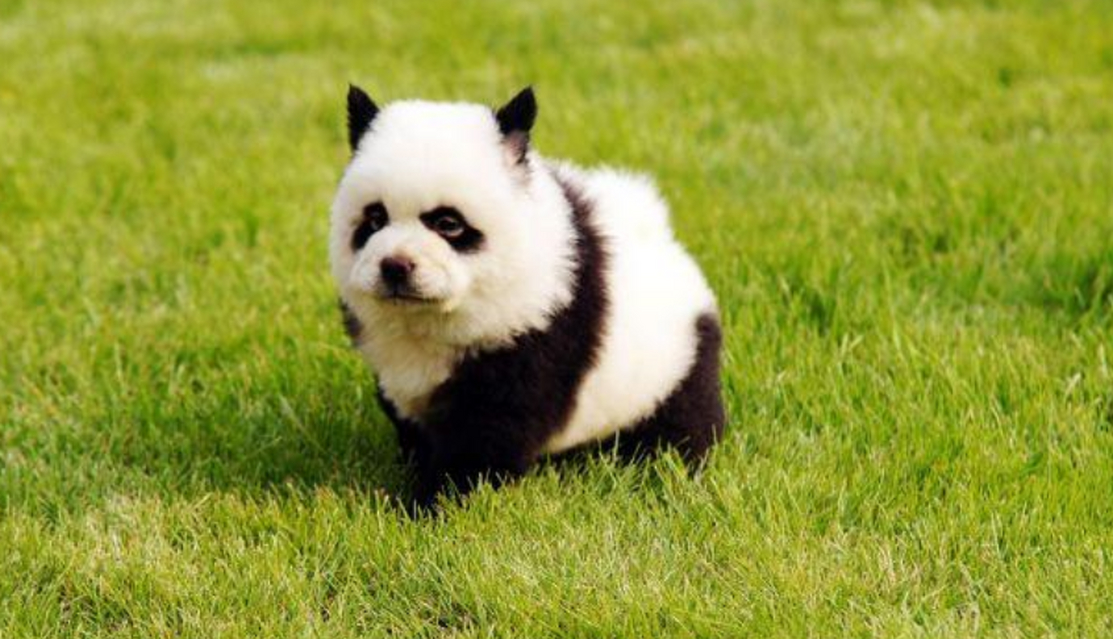 这狗子还想当熊猫,开玩笑呢