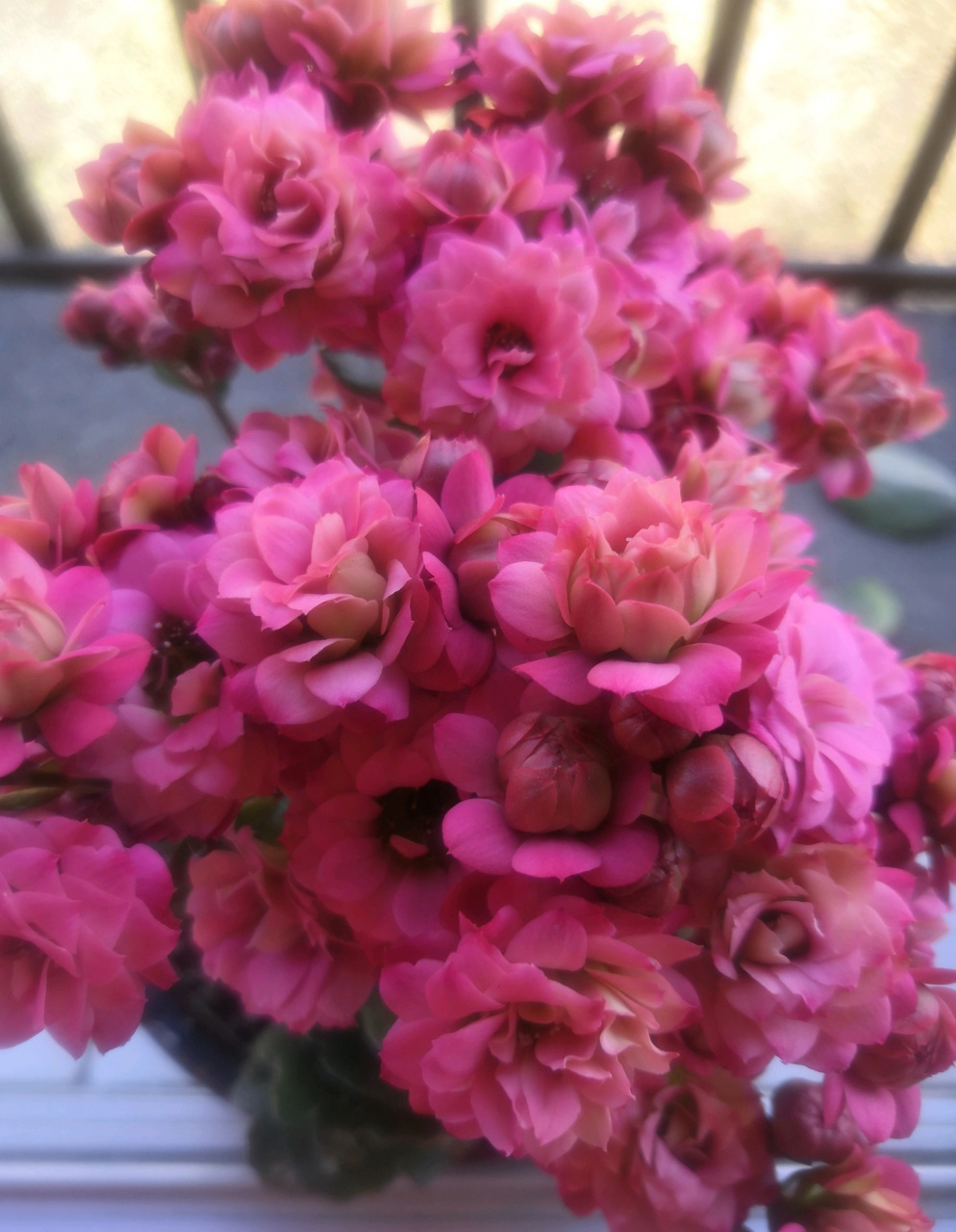 来带大家认识一款超美的大花品种——吉他,别名唐卡,长寿花界的"