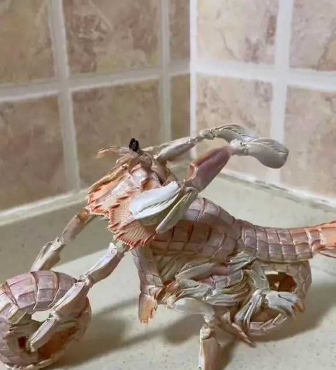 皮皮虾骑着这辆可爱机车,简直是摩托界的宠儿!