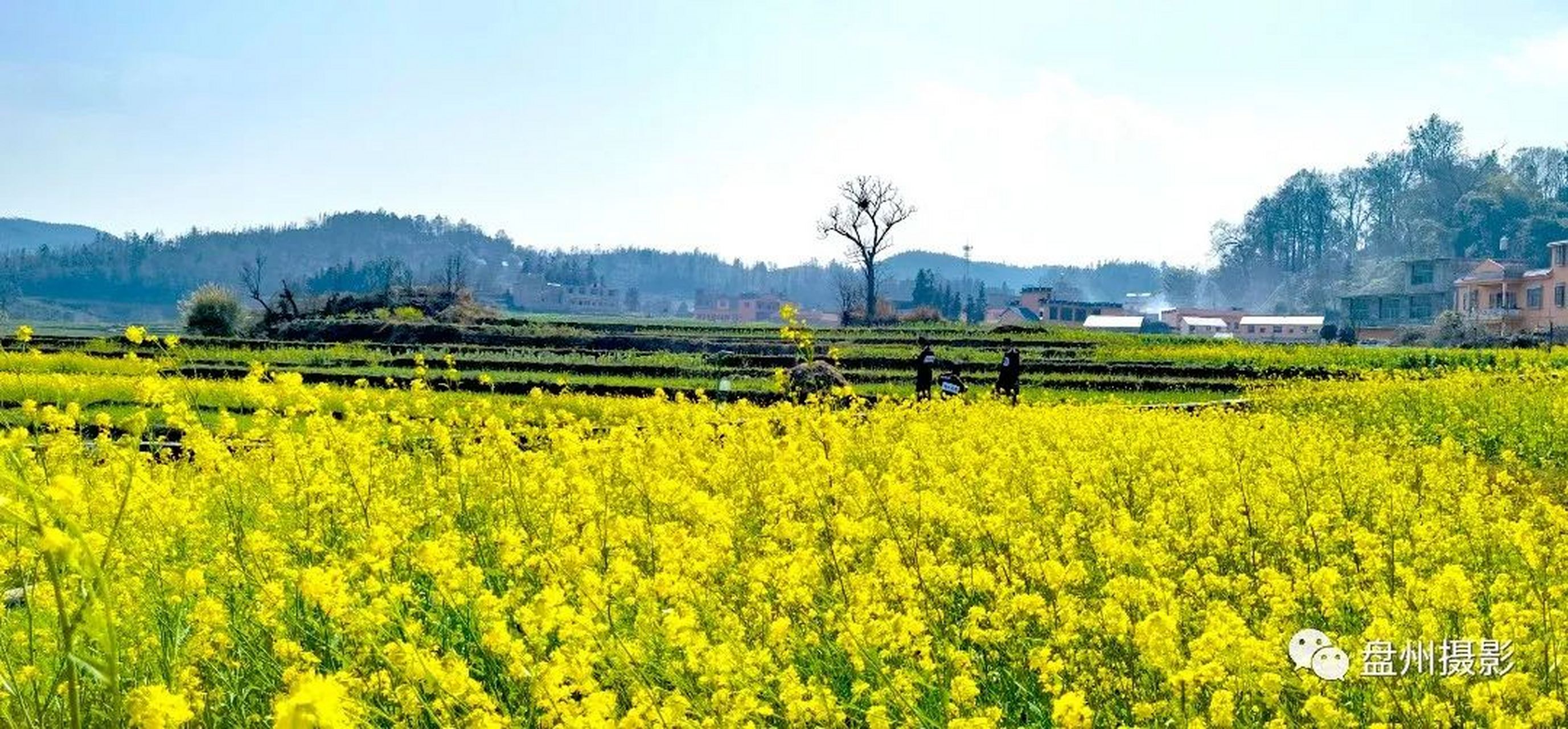 【贵州最美油菜花海-盘州新民万亩梯田油菜花海】提到盘州市新民镇
