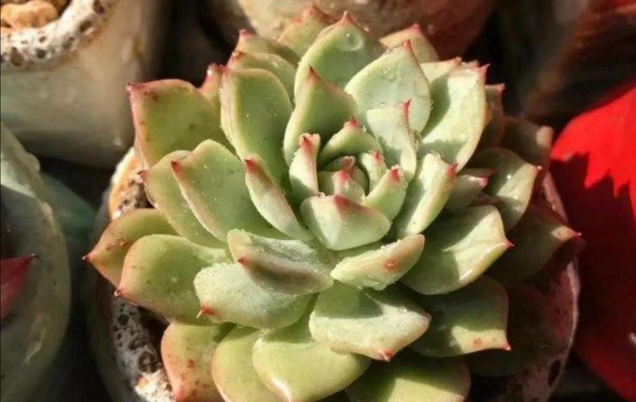 多肉植物黑腐病多发生在高温高湿的环境中,更容易感染细菌引起黑腐病