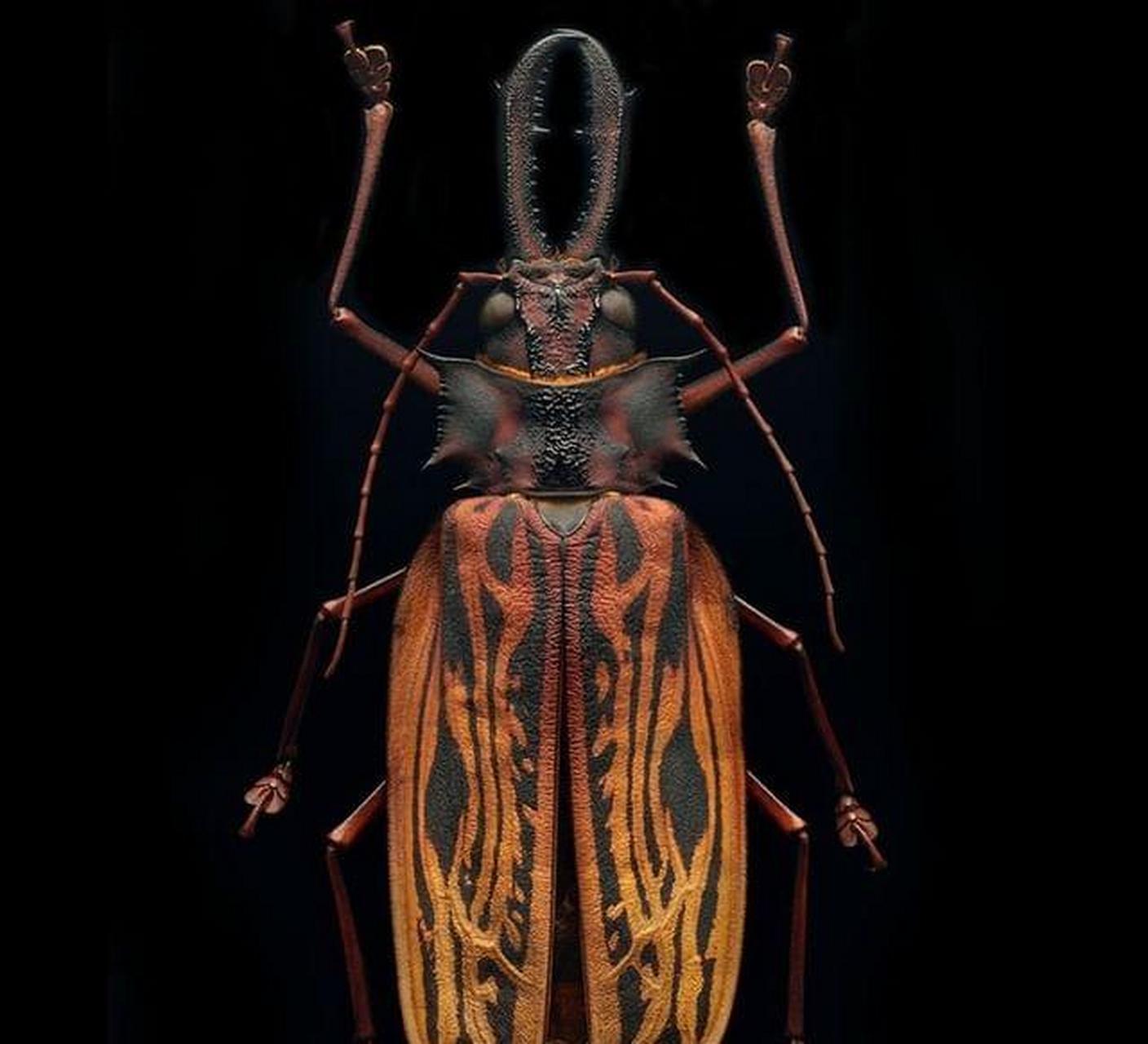 领动计划# 长牙大天牛(macrodontia cervicornis)是世界上最大的甲虫
