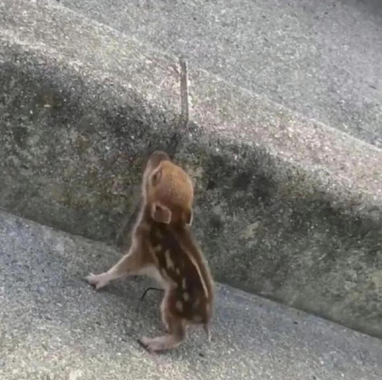 发现一枚野生小佩奇!能拿回家养吗?