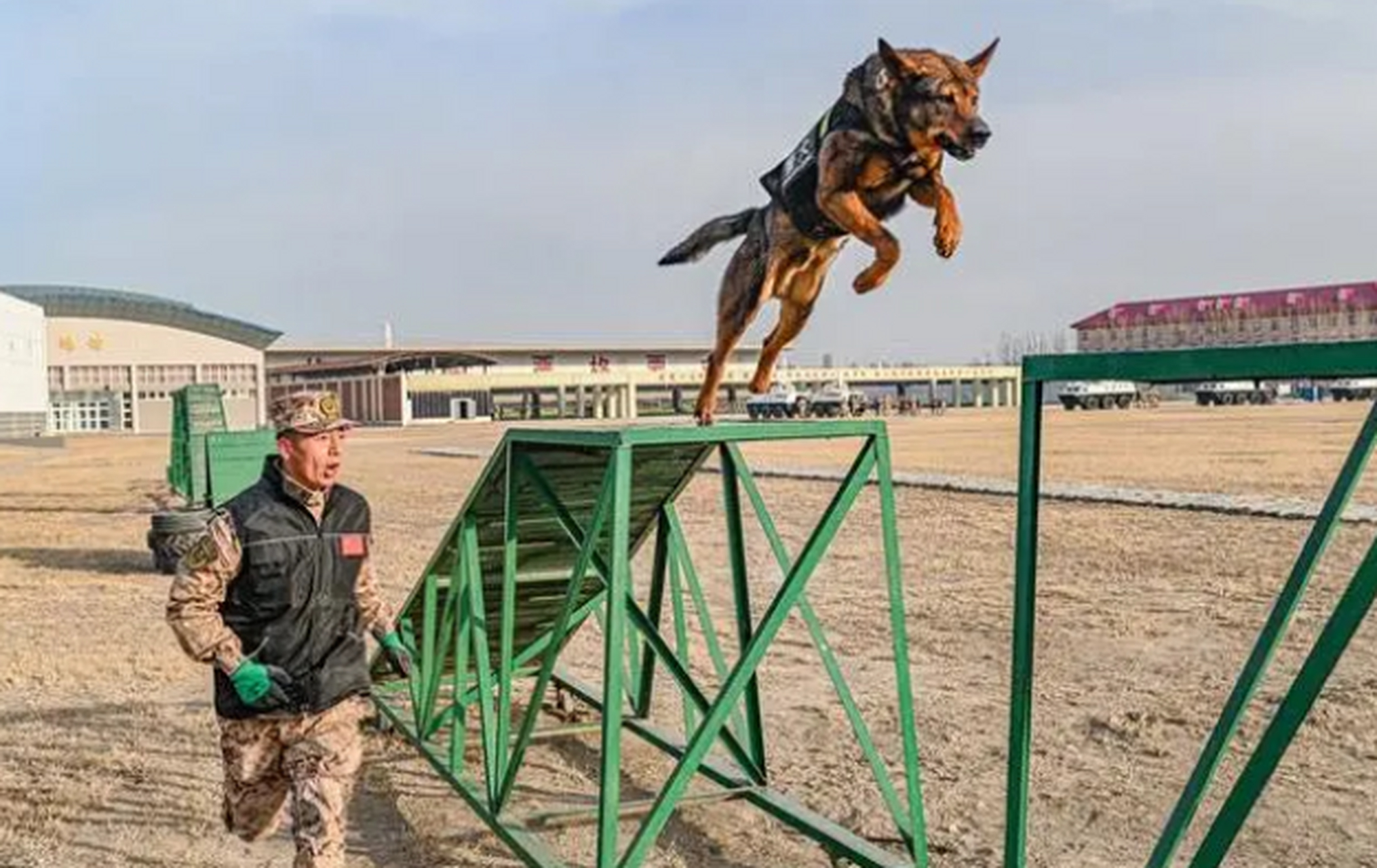 武警警犬基地图片